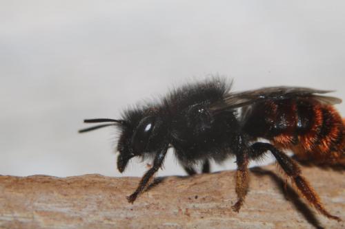 Osmia bicolor